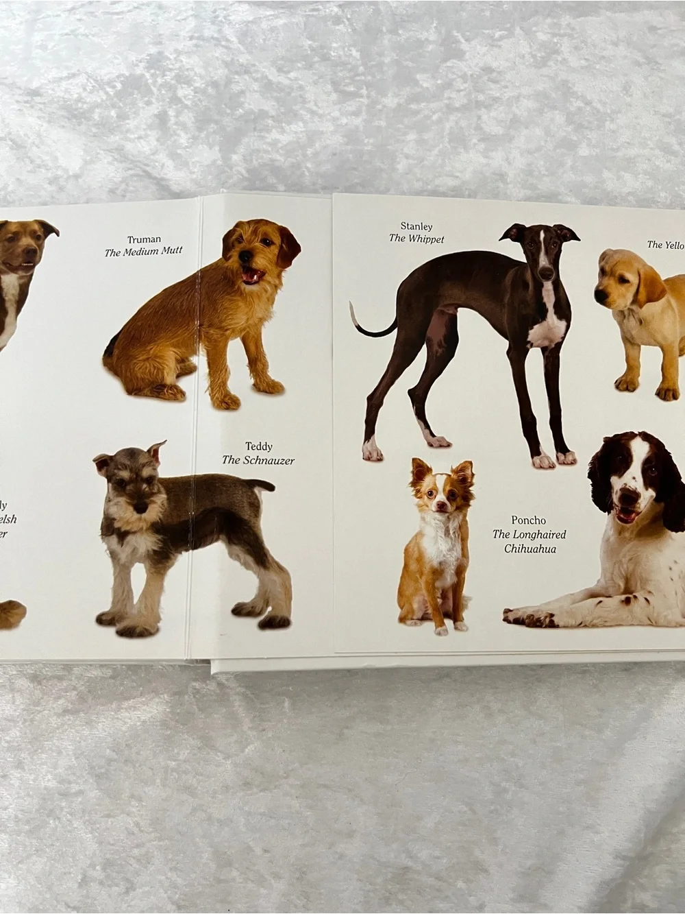 Dog Book by Matthew Van Fleet Doggone Fun for Little Ones kids